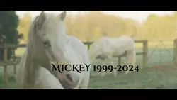 mickey 🕊️❤️