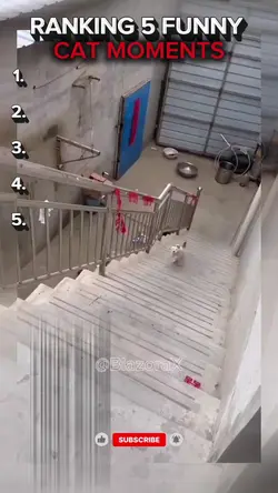 Ranking cats