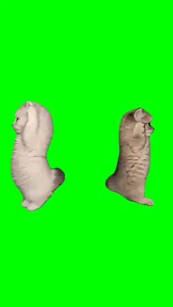 CUTE KITTEN DANCE