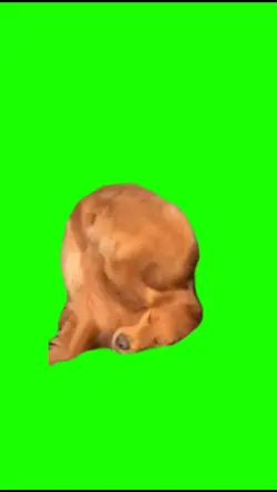 Cute dog meme 