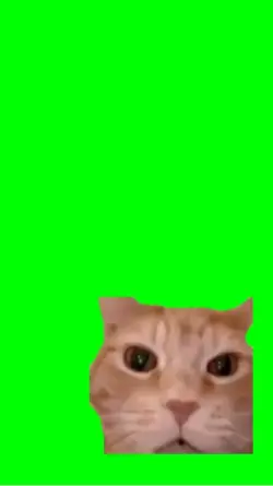 Laughing cat