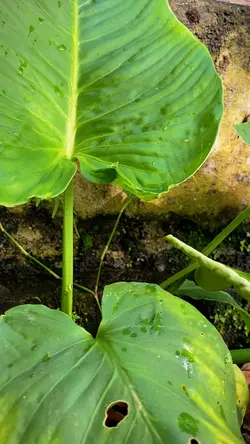 Plants