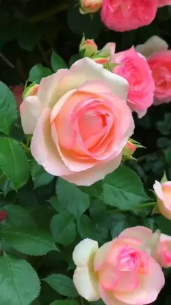 4 videos or pictures
