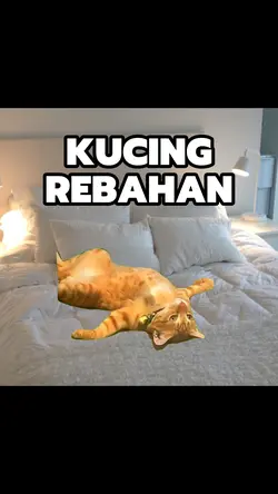 KUCING REBAHAN
