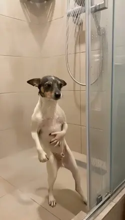 dog dancing
