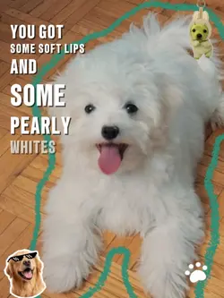 cute dog