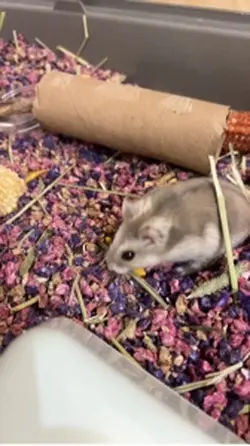 My hamster