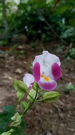 Flowers Foryou