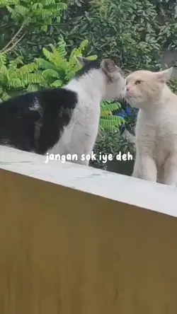 Berani lu???
