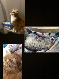 My cats 