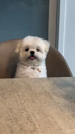 pet moments