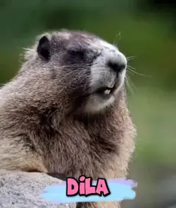 DILA