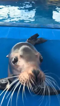 @Seal seal