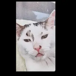 Cat Lipsync 