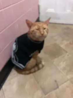 Mi Gato♥️✨