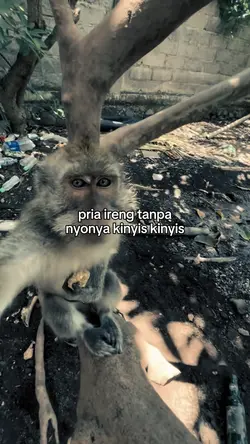 pria ireng 