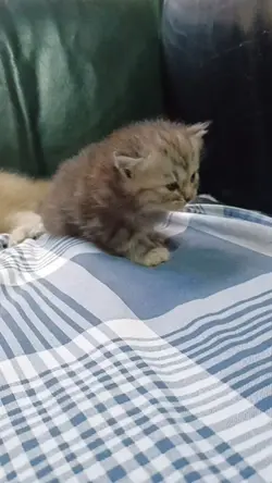 My new born kittys
