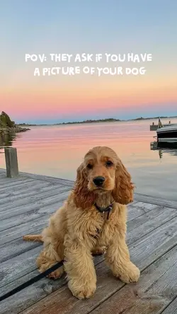 Dog camera roll edit
