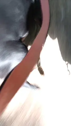 fAiL mit Hund