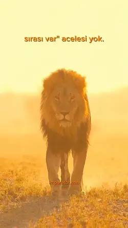 aslan kral 