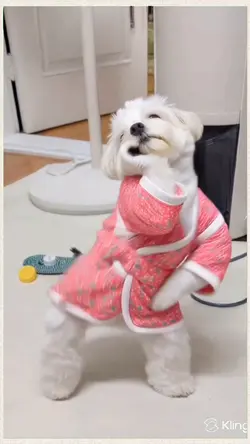 Dancing Dog