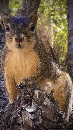 SQUIRREL 🐿️ BESTIE