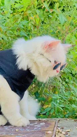 Cat slomo video 