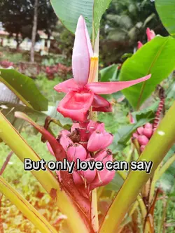 Only love