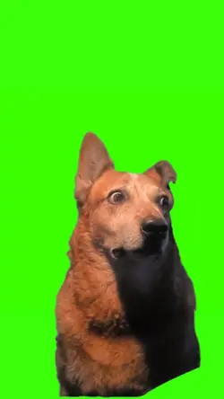 dog being scared