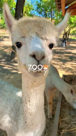 zoo story 