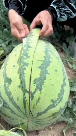 buah semangka