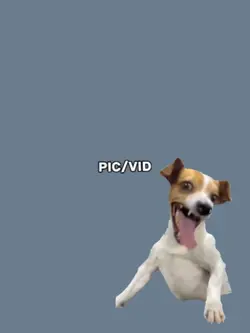 laughing dog