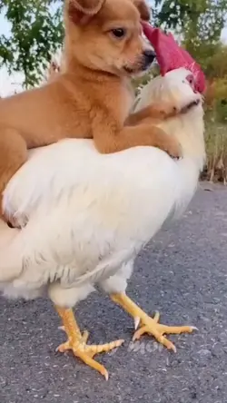 dog and chicken 