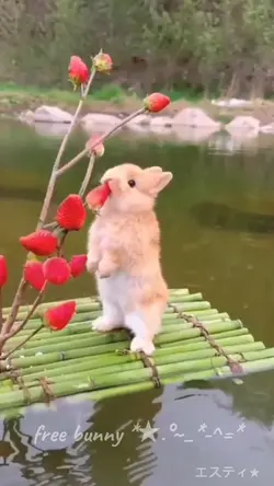 free bunny