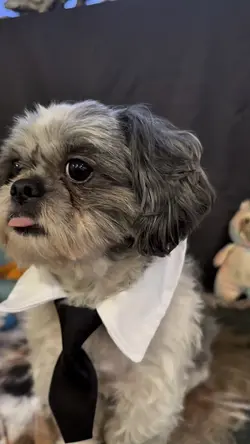 Shihtzu bday