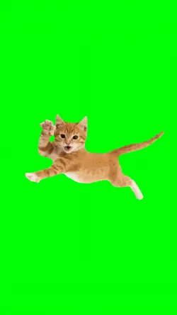 DO THE FLOP CAT