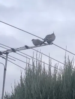 Da pigeon rap bra