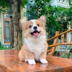 cartoon dog