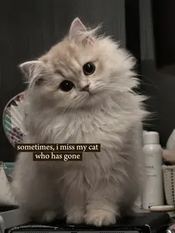 i miss my cat