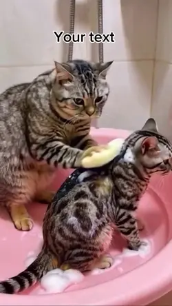Ai cat funny video