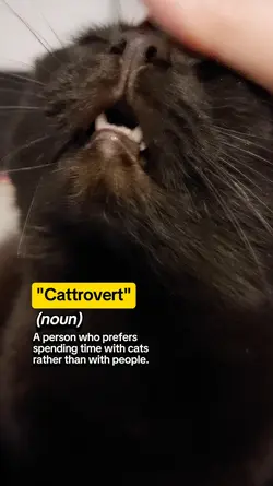 Cattrovert..