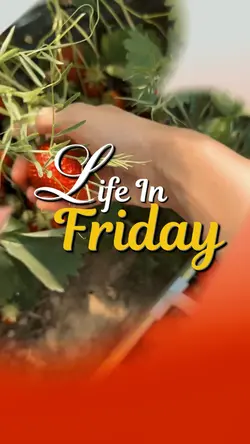 Life In Friday