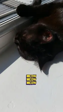 Meow meow meow..