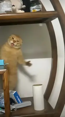 my cat is crazy