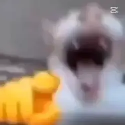laughing cat meme