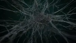 spider web ³¹