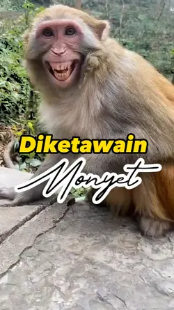DIKETAWAIN MONYET