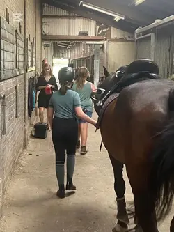 ⚠️FAKE HORSE⚠️