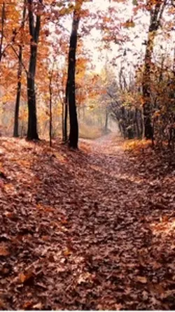 Autumn time 🍂