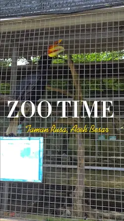 Zoo Time 